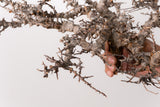 TN87コミフォラ エイル Commiphora sp. 'Eyl'