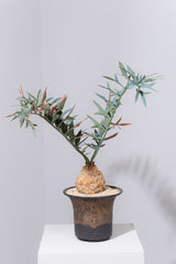 23 エンセファラルトス・ホリダス