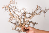 TN87コミフォラ エイル Commiphora sp. 'Eyl'
