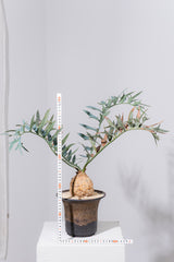 23 エンセファラルトス・ホリダス