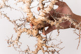 TN87コミフォラ エイル Commiphora sp. 'Eyl'