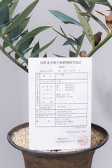 23 エンセファラルトス・ホリダス