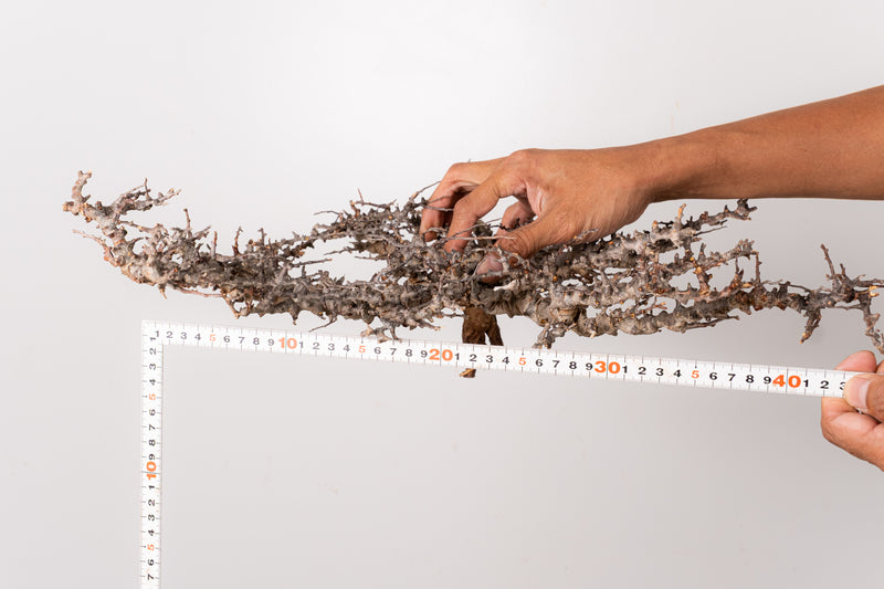 TN87コミフォラ エイル Commiphora sp. 'Eyl' – KOMO