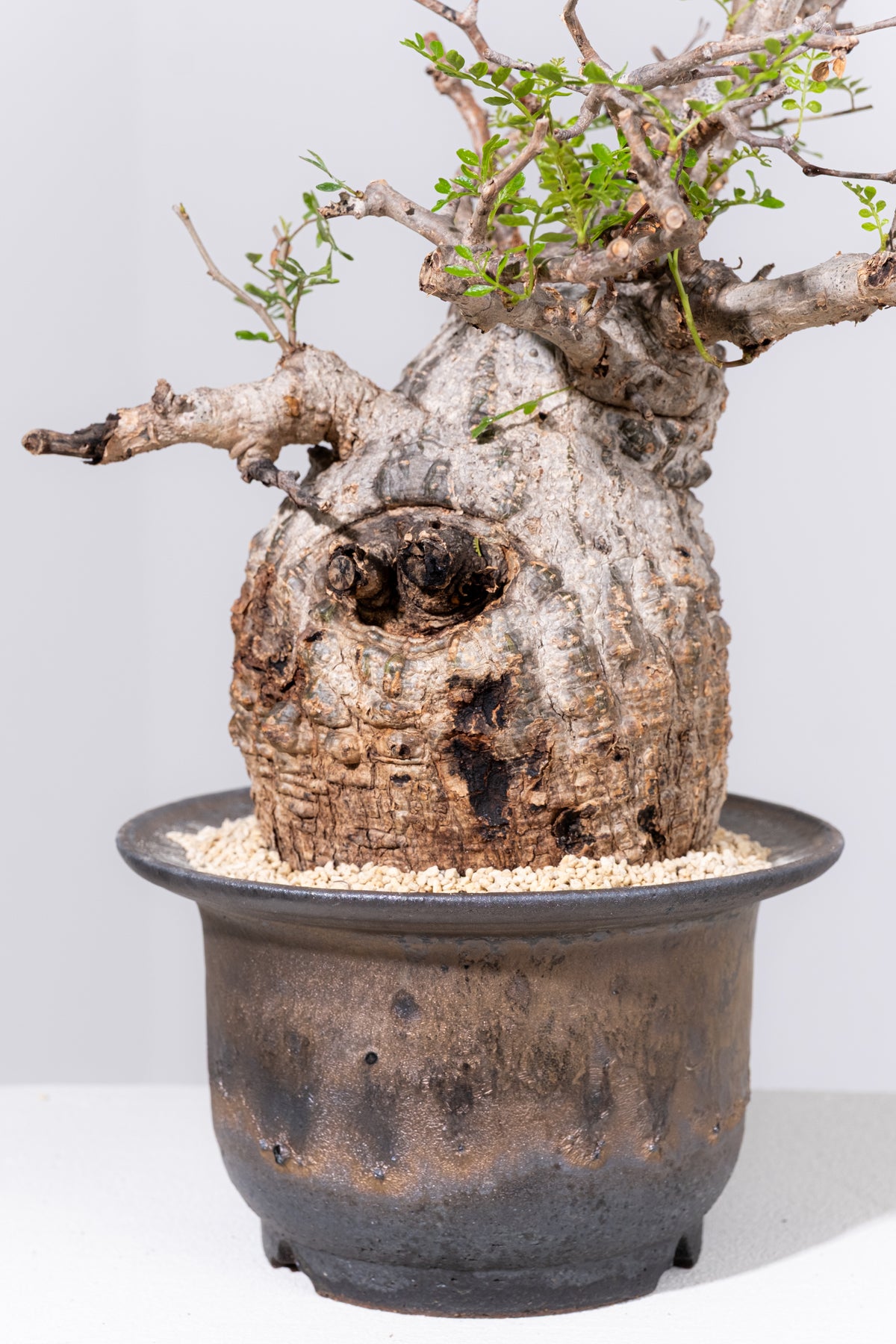 卯742 「初売りセール」オペルクリカリア　パキプス　2年株【発根株・Operculicarya pachypus・塊根植物・実生・葉落ち可能性】