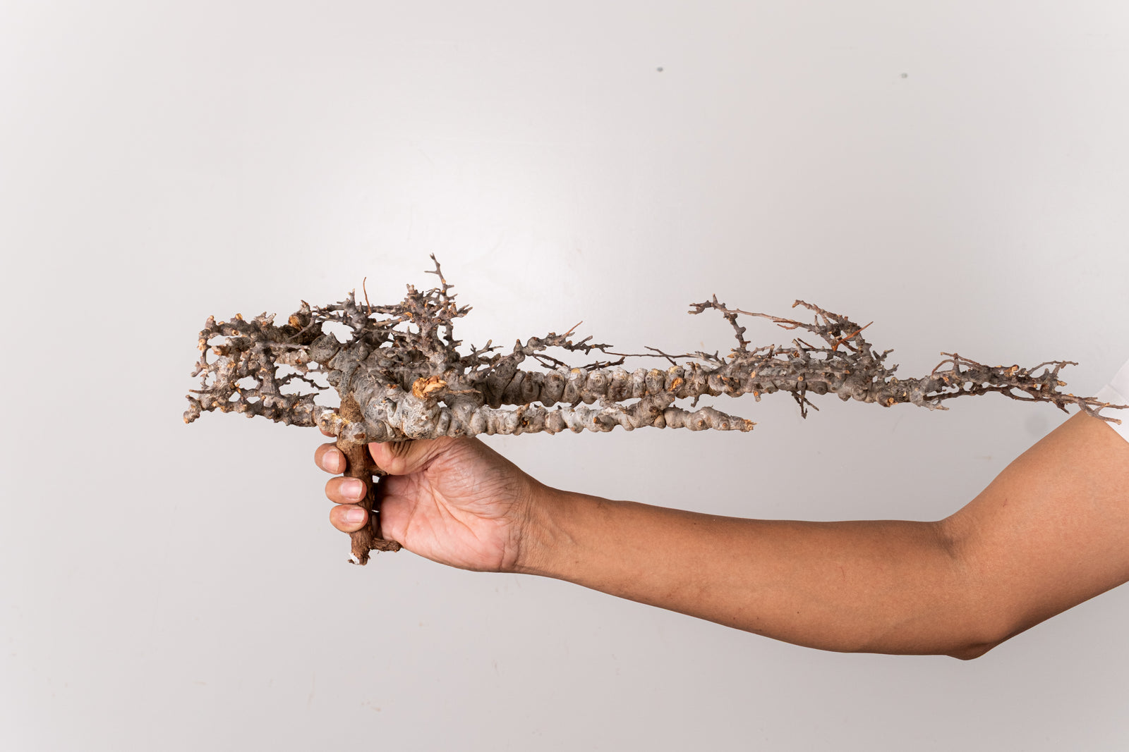 TN88コミフォラ エイル Commiphora sp. 'Eyl' – KOMO