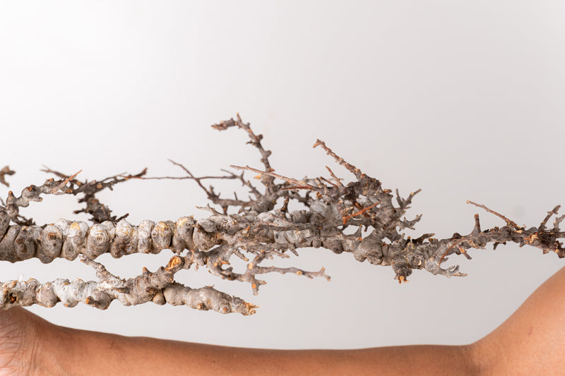TN88コミフォラ エイル Commiphora sp. 'Eyl' – KOMO