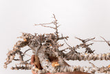 TN88コミフォラ エイル Commiphora sp. 'Eyl'
