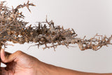 TN89コミフォラ エイル Commiphora sp. 'Eyl'