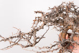 TN89コミフォラ エイル Commiphora sp. 'Eyl'