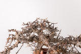TN89コミフォラ エイル Commiphora sp. 'Eyl'