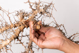 TN89コミフォラ エイル Commiphora sp. 'Eyl'