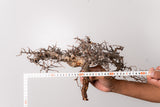 TN89コミフォラ エイル Commiphora sp. 'Eyl'