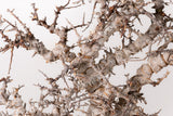 TN90コミフォラ エイル Commiphora sp. 'Eyl'