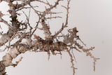 TN90コミフォラ エイル Commiphora sp. 'Eyl'