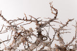 TN90コミフォラ エイル Commiphora sp. 'Eyl'