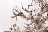 TN90コミフォラ エイル Commiphora sp. 'Eyl'