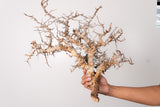 TN90コミフォラ エイル Commiphora sp. 'Eyl'