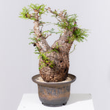 1039- 発根済 Operculicarya Pachypus オペルクリカリア・パキプス