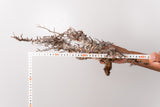 TN90コミフォラ エイル Commiphora sp. 'Eyl'