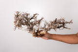 TN91コミフォラ エイル Commiphora sp. 'Eyl'