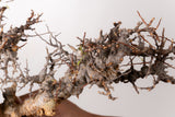 TN91コミフォラ エイル Commiphora sp. 'Eyl'