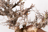 TN91コミフォラ エイル Commiphora sp. 'Eyl'
