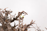 TN91コミフォラ エイル Commiphora sp. 'Eyl'