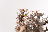 TN91コミフォラ エイル Commiphora sp. 'Eyl'