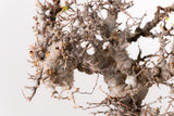 TN91コミフォラ エイル Commiphora sp. 'Eyl'