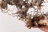 TN91コミフォラ エイル Commiphora sp. 'Eyl'