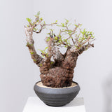 1089- 発根済 Operculicarya Pachypus オペルクリカリア・パキプス ZEN BOWL