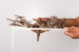 TN91コミフォラ エイル Commiphora sp. 'Eyl'