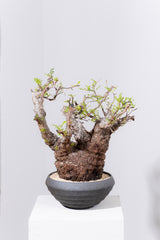 1089- 発根済 Operculicarya Pachypus オペルクリカリア・パキプス ZEN BOWL