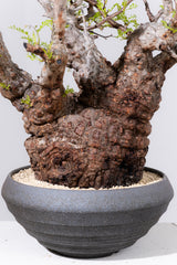 1089- 発根済 Operculicarya Pachypus オペルクリカリア・パキプス ZEN BOWL