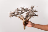 TN92コミフォラ エイル Commiphora sp. 'Eyl'