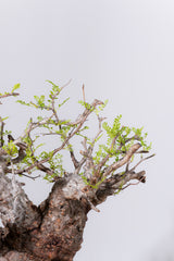 1089- 発根済 Operculicarya Pachypus オペルクリカリア・パキプス ZEN BOWL