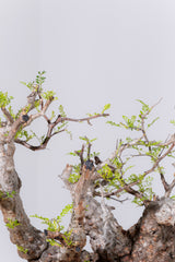 1089- 発根済 Operculicarya Pachypus オペルクリカリア・パキプス ZEN BOWL