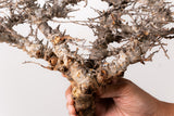 TN92コミフォラ エイル Commiphora sp. 'Eyl'