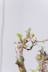 1089- 発根済 Operculicarya Pachypus オペルクリカリア・パキプス ZEN BOWL