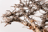 TN92コミフォラ エイル Commiphora sp. 'Eyl'