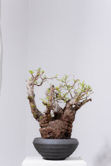 1089- 発根済 Operculicarya Pachypus オペルクリカリア・パキプス ZEN BOWL