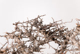 TN92コミフォラ エイル Commiphora sp. 'Eyl'