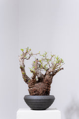 1089- 発根済 Operculicarya Pachypus オペルクリカリア・パキプス ZEN BOWL