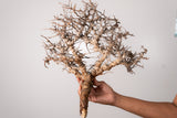 TN92コミフォラ エイル Commiphora sp. 'Eyl'