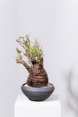 1089- 発根済 Operculicarya Pachypus オペルクリカリア・パキプス ZEN BOWL