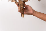 TN92コミフォラ エイル Commiphora sp. 'Eyl'