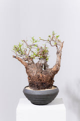 1089- 発根済 Operculicarya Pachypus オペルクリカリア・パキプス ZEN BOWL