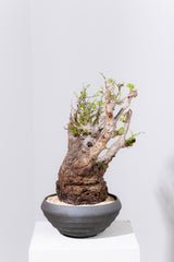 1089- 発根済 Operculicarya Pachypus オペルクリカリア・パキプス ZEN BOWL