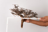 TN92コミフォラ エイル Commiphora sp. 'Eyl'