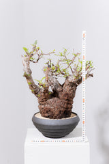 1089- 発根済 Operculicarya Pachypus オペルクリカリア・パキプス ZEN BOWL